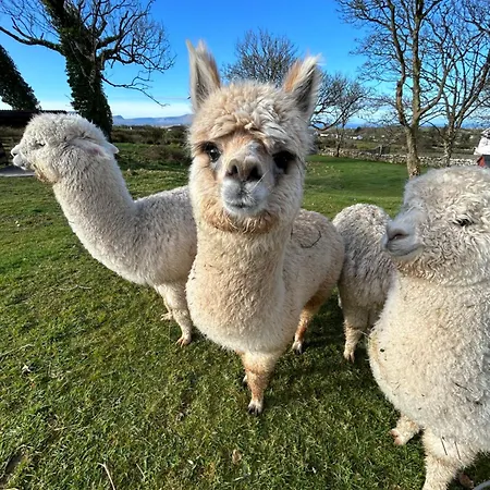 The Creevy شقة Ballure