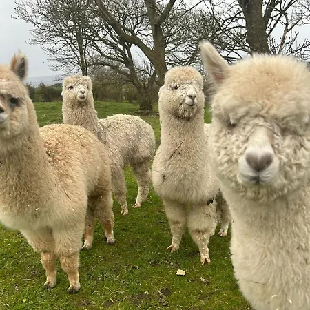 The Creevy Lejlighed