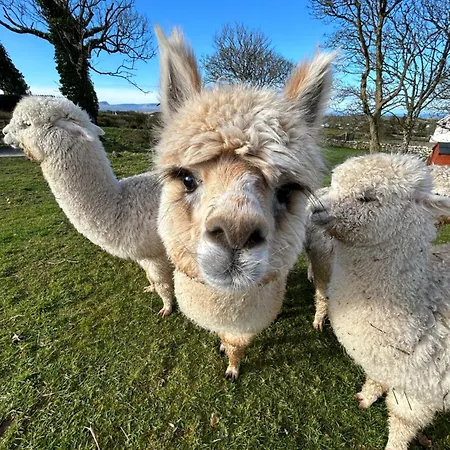 Apartment The Creevy