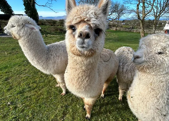 The Creevy Appartement Ballure