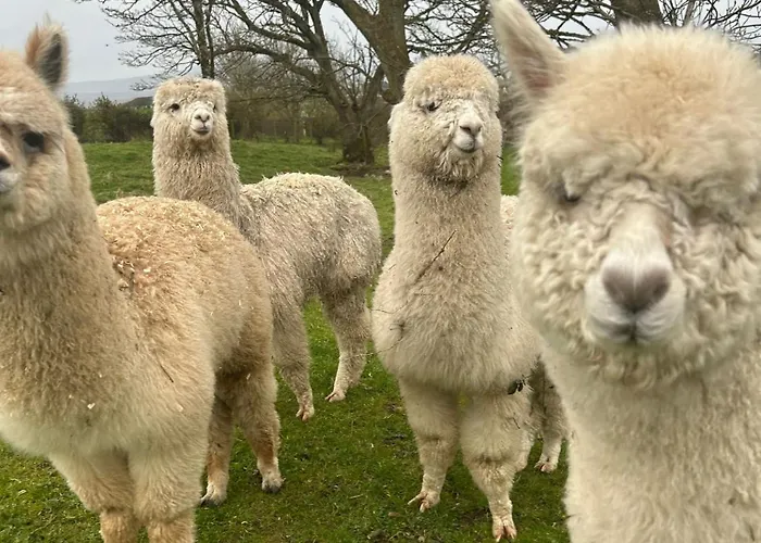 The Creevy Appartement