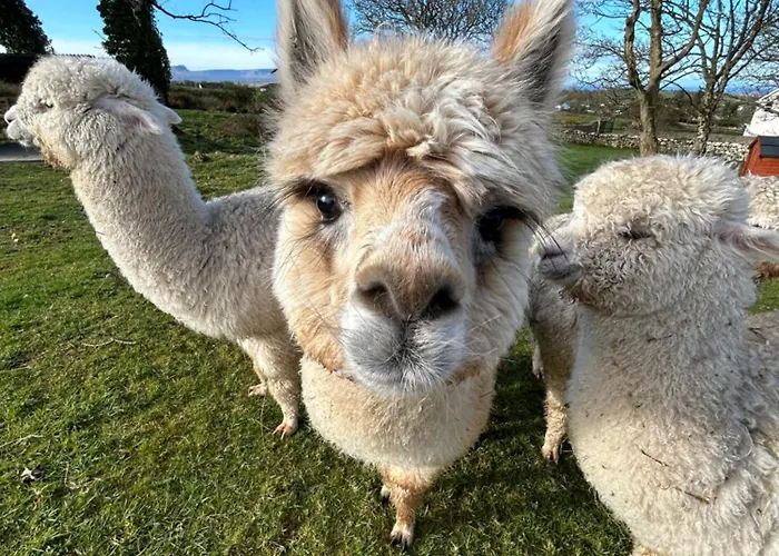 Appartement The Creevy